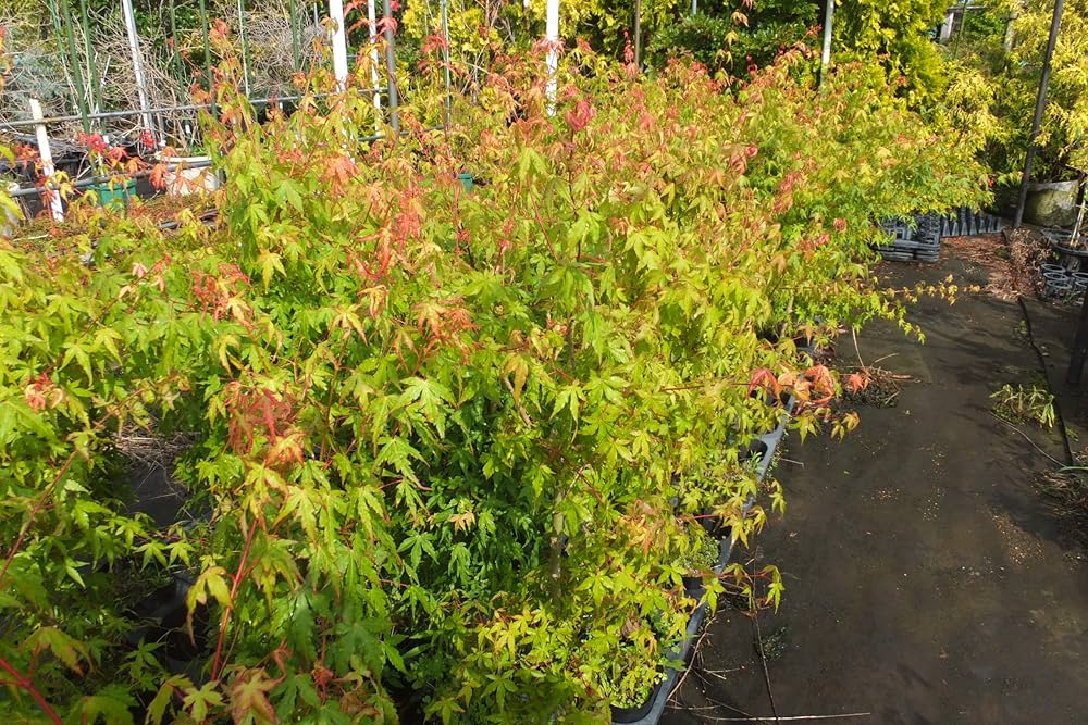 Amazon | イロハモミジ 高さ1.0m前後 | 植木